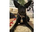 Adopt Reggie a Black Mutt / Mixed dog in Derby, KS (41158304)