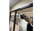 Adopt Midas a Domestic Shorthair (short coat) cat in Grand Rapids, MI (41407794)