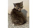 Adopt French Frie a Domestic Shorthair (short coat) cat in Grand Rapids