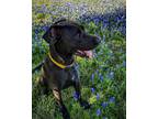 Adopt Bear a Black Great Dane / American Pit Bull Terrier / Mixed dog in Round