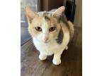 Adopt Meadow a Calico or Dilute Calico Calico (short coat) cat in Goodyear