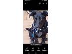 Adopt Indy a Black - with White Mutt / Labrador Retriever / Mixed dog in