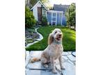 Adopt Penny a Tan/Yellow/Fawn Goldendoodle / Mixed dog in Burlington
