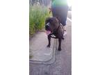 Adopt Huebo a Black American Pit Bull Terrier / American Pit Bull Terrier /