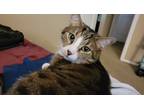 Adopt Oscar a Calico or Dilute Calico Domestic Mediumhair / Mixed (medium coat)