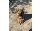 Adopt Jack a Red/Golden/Orange/Chestnut Mixed Breed (Medium) / Mixed dog in