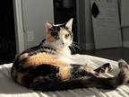 Adopt Zuki a Calico or Dilute Calico American Shorthair / Mixed (short coat) cat
