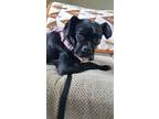 Adopt Riley a Black - with White Pug / Mixed dog in Glen Mills, PA (41219501)