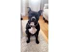 Adopt Ghost a Black - with White American Pit Bull Terrier / Mixed dog in New