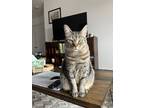 Adopt Pumpkin a Brown or Chocolate (Mostly) American Shorthair / Mixed (short
