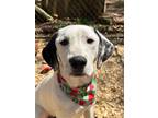 Adopt Belle a Mixed Breed (Medium) dog in WAYNE, NJ (41410585)