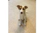 Adopt Sweet Cheeks a Mixed Breed (Medium) dog in WAYNE, NJ (41011108)
