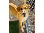 Adopt Freya SC a Hound (Unknown Type) dog in San Angelo, TX (41412984)