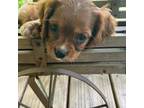 Cavalier King Charles Spaniel Puppy for sale in Amherst, VA, USA