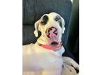 Adopt Dolly a White - with Black Great Dane / Mixed dog in Carmichael