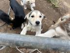 Adopt A a Black - with White Husky / German Shepherd Dog / Mixed dog in National