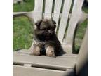 Pomeranian Puppy for sale in Dearborn, MI, USA