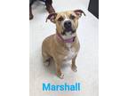 Adopt Marshall a Tan/Yellow/Fawn Terrier (Unknown Type, Medium) / Mixed dog in