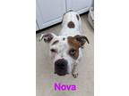 Adopt Nova a White - with Tan, Yellow or Fawn Terrier (Unknown Type