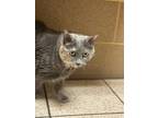 Adopt Thea a Gray or Blue Domestic Shorthair / Domestic Shorthair / Mixed (short