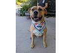 Adopt Seamus a Tan/Yellow/Fawn Retriever (Unknown Type) / Mixed dog in Gulfport