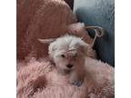 Maltese Puppy for sale in Rogersville, TN, USA