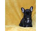 French Bulldog Puppy for sale in El Dorado Springs, MO, USA