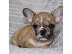 French Bulldog Puppy for sale in El Dorado Springs, MO, USA
