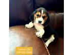 Beagle Puppy for sale in Turlock, CA, USA