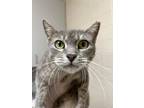 Adopt Timber a Gray or Blue Domestic Shorthair / Domestic Shorthair / Mixed cat