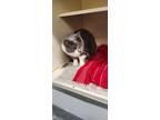 Adopt Cody a Gray or Blue Domestic Shorthair / Domestic Shorthair / Mixed cat in
