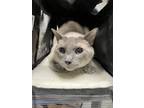 Adopt Walter w/ Winston a Gray or Blue Siamese / Domestic Shorthair / Mixed cat