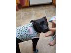 Adopt Willow a Black American Pit Bull Terrier / Mixed dog in Garland