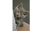 Adopt Natasha a Gray or Blue Domestic Shorthair (short coat) cat in Moses Lake
