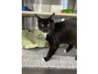 Adopt Brows a All Black Domestic Shorthair / Domestic Shorthair / Mixed cat in