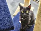 Adopt Skyler a All Black Domestic Shorthair / Domestic Shorthair / Mixed cat in