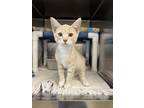 Adopt Fox a Tan or Fawn Domestic Shorthair / Domestic Shorthair / Mixed cat in