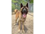 Adopt Wunjo a Black Akita / Mixed dog in Voorhees, NJ (41399447)