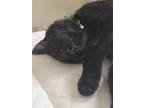 Adopt Moon a Black (Mostly) Domestic Mediumhair / Mixed (short coat) cat in