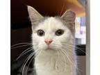 Adopt Wide Open Spaces a White Domestic Shorthair / Domestic Shorthair / Mixed