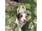 Adopt Rowdy a Brown/Chocolate Australian Shepherd / Mixed dog in Dallas