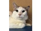 Adopt Meet In The Middle a White Domestic Mediumhair / Mixed Breed (Medium) /