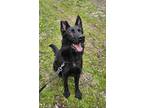 Adopt Journey a Black German Shepherd Dog / Mixed dog in Greenville