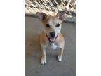 Adopt Tulip a Tan/Yellow/Fawn Terrier (Unknown Type, Small) / Mixed dog in