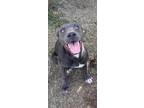 Adopt Serina a Gray/Silver/Salt & Pepper - with White Pit Bull Terrier / Mixed