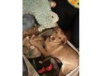 Adopt Cornichon a Tan/Yellow/Fawn Poodle (Miniature) / Labrador Retriever /