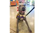 Adopt Willy Wonk- IN FOSTER a Gray/Blue/Silver/Salt & Pepper Mixed Breed