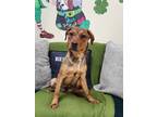 Adopt Grover a Red/Golden/Orange/Chestnut Mixed Breed (Medium) / Mixed Breed