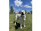 Adopt Ike a White Labrador Retriever / Mixed dog in Joint Base Mdl