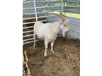 Adopt Renegade - Adoptable a Goat farm-type animal in Chickamauga, GA (41412297)
